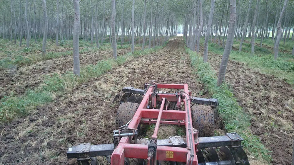 Les étapes de plantation de peuplier à Marmande