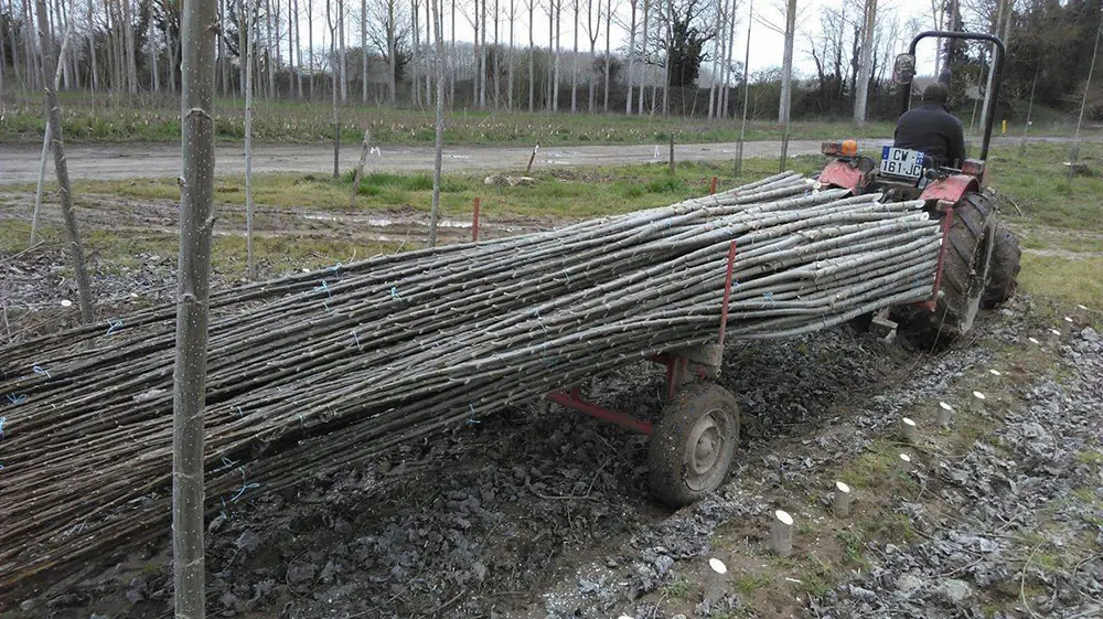 Broyage forestier à Marmande