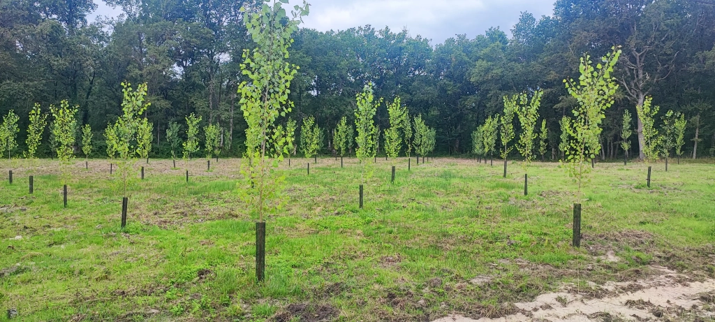 Plantation de Peupliers à Langon en Avril 2023