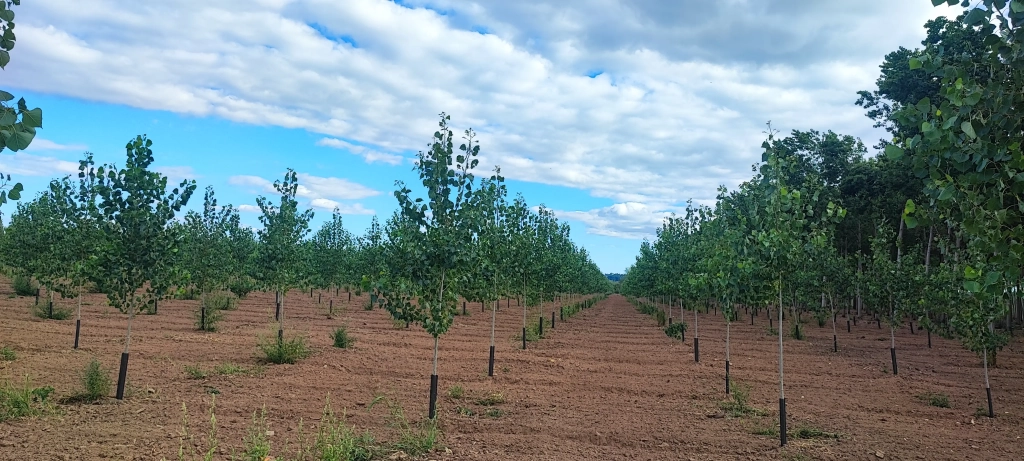 Plantation de Peupliers à Cazaubon en Juillet 2023