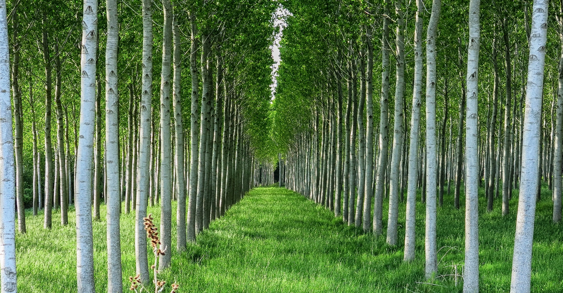 Professionnels de la forêt